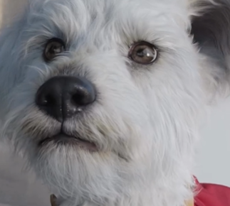 James Gunn revela que seu cachorro inspirou Krypto no novo filme do Superman